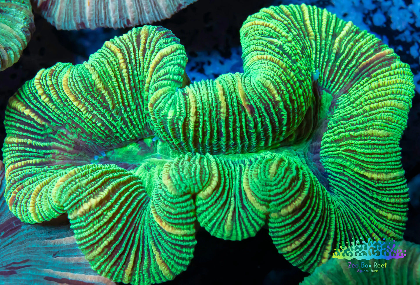 LPS- Trachyphyllia- WA Trachy WYSIWYG 5cm LPS- Trachyphyllia- WA Trachy WYSIWYG 5cm LPS LPS- Trachyphyllia- WA Trachy WYSIWYG 5cm Zeo Box Reef