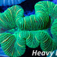 LPS- Trachyphyllia- WA Trachy WYSIWYG 5cm LPS- Trachyphyllia- WA Trachy WYSIWYG 5cm LPS LPS- Trachyphyllia- WA Trachy WYSIWYG 5cm Zeo Box Reef