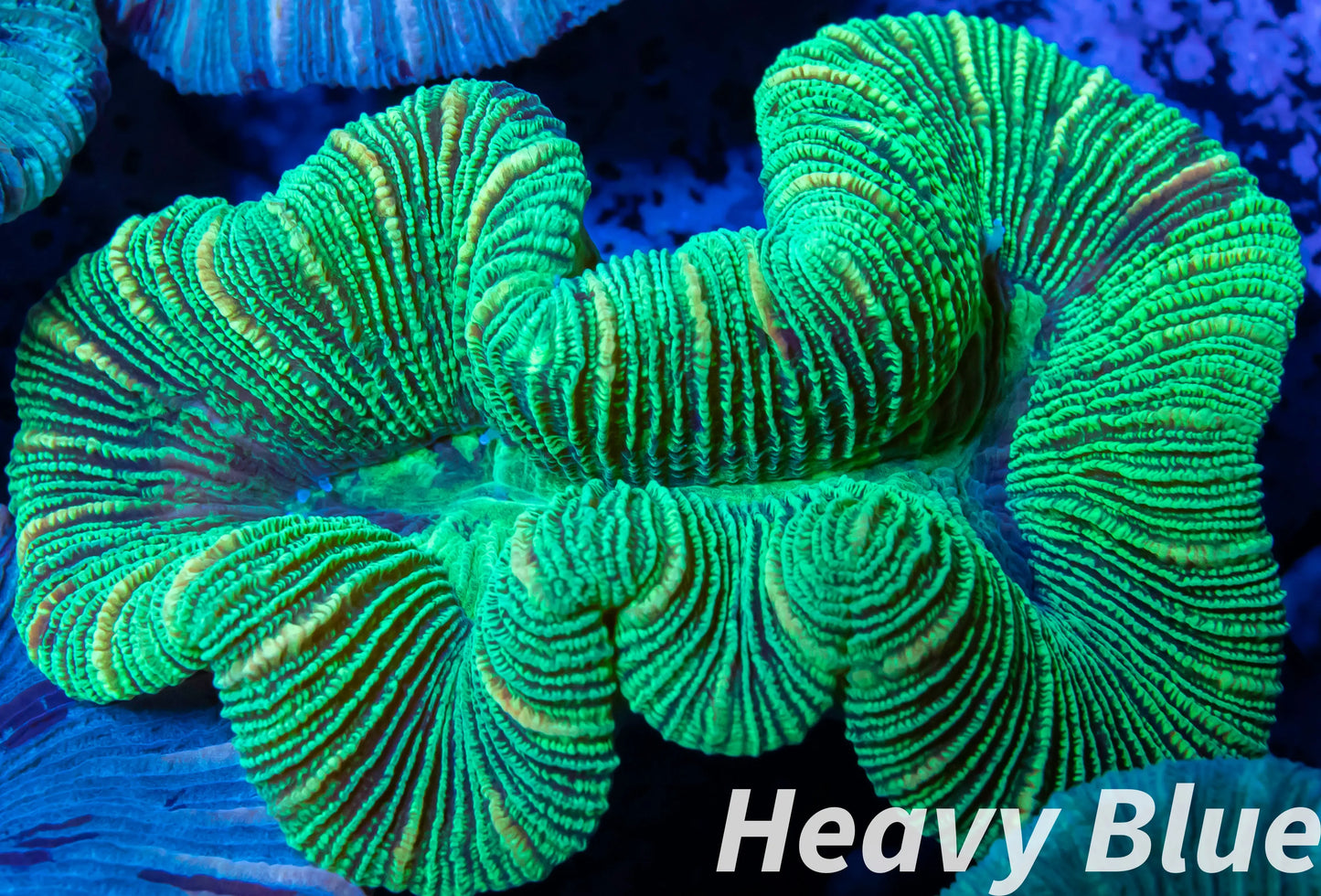 LPS- Trachyphyllia- WA Trachy WYSIWYG 5cm LPS- Trachyphyllia- WA Trachy WYSIWYG 5cm LPS LPS- Trachyphyllia- WA Trachy WYSIWYG 5cm Zeo Box Reef