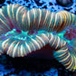 LPS- Trachyphyllia- WA Trachy WYSIWYG 5cm LPS- Trachyphyllia- WA Trachy WYSIWYG 5cm LPS LPS- Trachyphyllia- WA Trachy WYSIWYG 5cm Zeo Box Reef