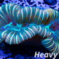 LPS- Trachyphyllia- WA Trachy WYSIWYG 5cm LPS- Trachyphyllia- WA Trachy WYSIWYG 5cm LPS LPS- Trachyphyllia- WA Trachy WYSIWYG 5cm Zeo Box Reef
