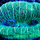 LPS- Trachyphyllia- WA Trachy WYSIWYG 5cm LPS- Trachyphyllia- WA Trachy WYSIWYG 5cm LPS LPS- Trachyphyllia- WA Trachy WYSIWYG 5cm Zeo Box Reef