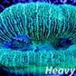 LPS- Trachyphyllia- WA Trachy WYSIWYG 5cm LPS- Trachyphyllia- WA Trachy WYSIWYG 5cm LPS LPS- Trachyphyllia- WA Trachy WYSIWYG 5cm Zeo Box Reef