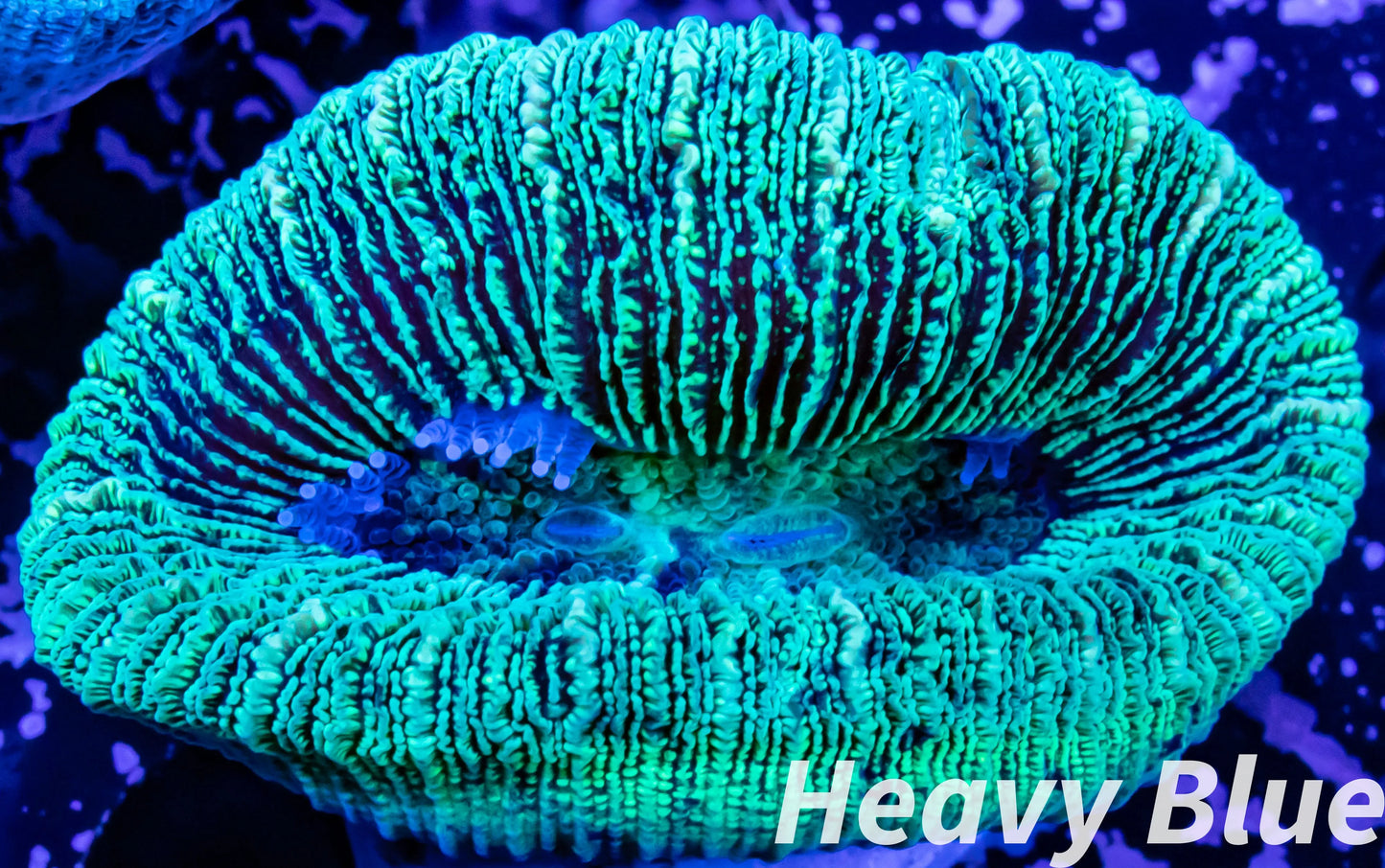 LPS- Trachyphyllia- WA Trachy WYSIWYG 5cm LPS- Trachyphyllia- WA Trachy WYSIWYG 5cm LPS LPS- Trachyphyllia- WA Trachy WYSIWYG 5cm Zeo Box Reef