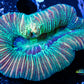 LPS- Trachyphyllia- WA Trachy WYSIWYG 5cm LPS- Trachyphyllia- WA Trachy WYSIWYG 5cm LPS LPS- Trachyphyllia- WA Trachy WYSIWYG 5cm Zeo Box Reef