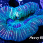 LPS- Trachyphyllia- WA Trachy WYSIWYG 5cm LPS- Trachyphyllia- WA Trachy WYSIWYG 5cm LPS LPS- Trachyphyllia- WA Trachy WYSIWYG 5cm Zeo Box Reef