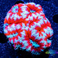 LPS- Ultra Acan Lord Coral- lordhowensis- Acan Coral- Lord Coral 5cm WYSIWYG LPS- Ultra Acan Lord Coral- lordhowensis- Acan Coral- Lord Coral 5cm WYSIWYG LPS LPS- Ultra Acan Lord Coral- lordhowensis- Acan Coral- Lord Coral 5cm WYSIWYG Zeo Box Reef