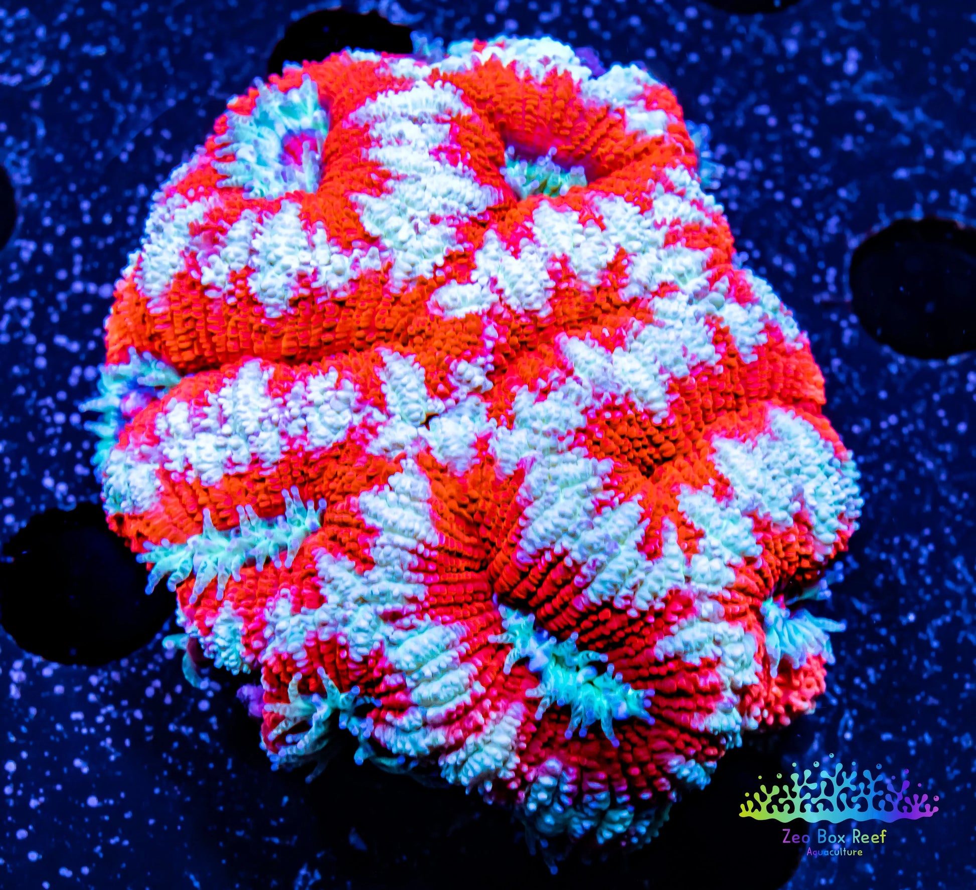 LPS- Ultra Acan Lord Coral- lordhowensis- Acan Coral- Lord Coral 5cm WYSIWYG LPS- Ultra Acan Lord Coral- lordhowensis- Acan Coral- Lord Coral 5cm WYSIWYG LPS LPS- Ultra Acan Lord Coral- lordhowensis- Acan Coral- Lord Coral 5cm WYSIWYG Zeo Box Reef