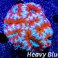 LPS- Ultra Acan Lord Coral- lordhowensis- Acan Coral- Lord Coral 5cm WYSIWYG LPS- Ultra Acan Lord Coral- lordhowensis- Acan Coral- Lord Coral 5cm WYSIWYG LPS LPS- Ultra Acan Lord Coral- lordhowensis- Acan Coral- Lord Coral 5cm WYSIWYG Zeo Box Reef