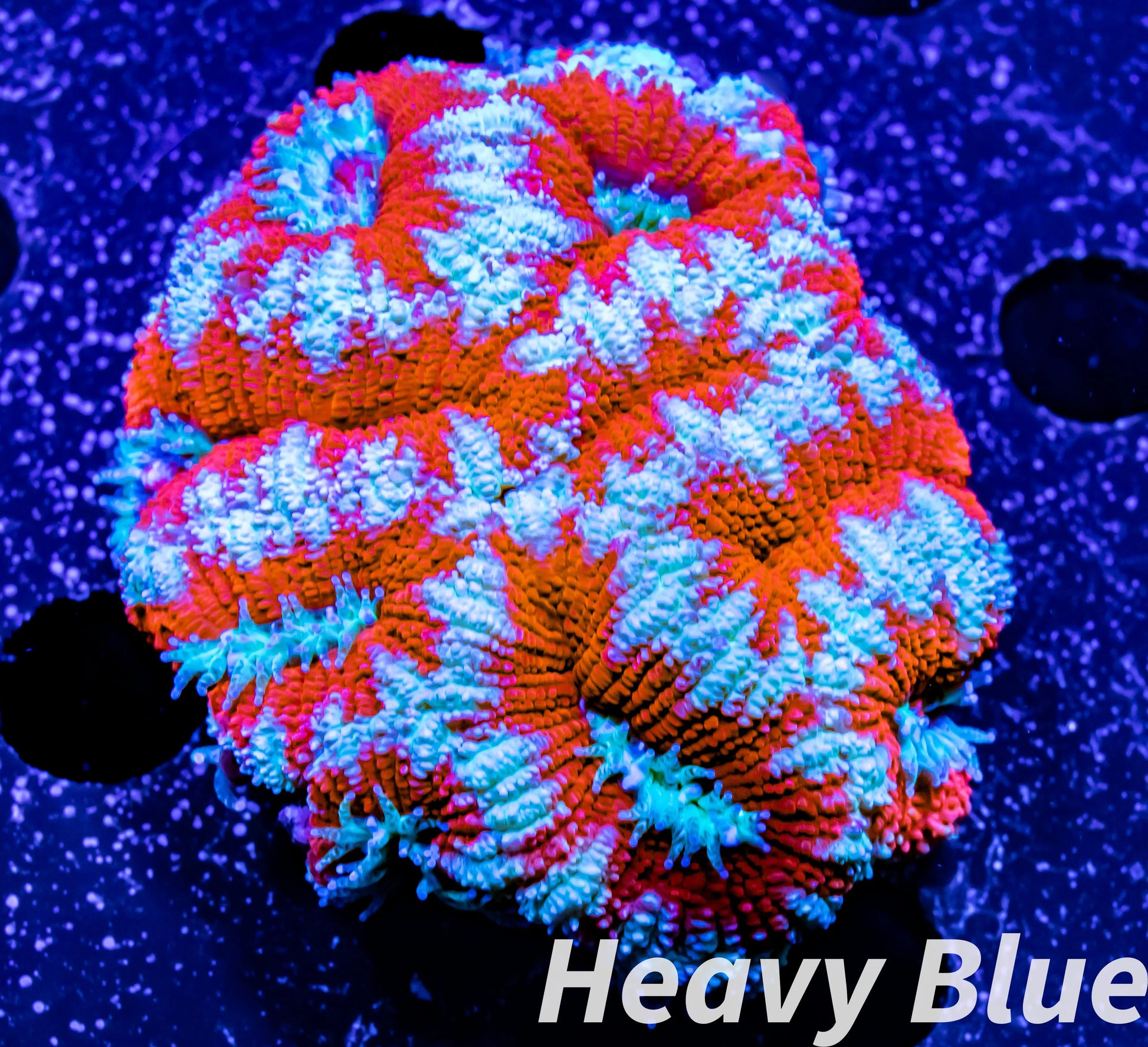 LPS- Ultra Acan Lord Coral- lordhowensis- Acan Coral- Lord Coral 5cm WYSIWYG LPS- Ultra Acan Lord Coral- lordhowensis- Acan Coral- Lord Coral 5cm WYSIWYG LPS LPS- Ultra Acan Lord Coral- lordhowensis- Acan Coral- Lord Coral 5cm WYSIWYG Zeo Box Reef