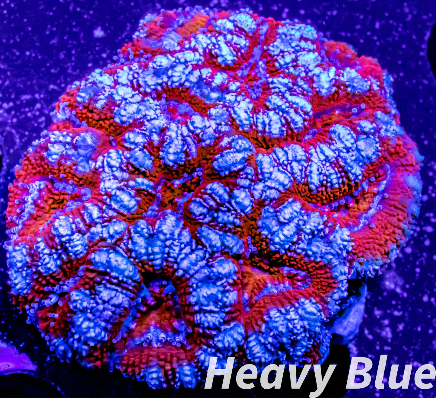 LPS- Ultra Acan Lord Coral- lordhowensis- Acan Coral- Lord Coral 5cm LPS- Ultra Acan Lord Coral- lordhowensis- Acan Coral- Lord Coral 5cm LPS LPS- Ultra Acan Lord Coral- lordhowensis- Acan Coral- Lord Coral 5cm Zeo Box Reef