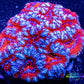 LPS- Ultra Acan Lord Coral- lordhowensis- Acan Coral- Lord Coral 5cm LPS- Ultra Acan Lord Coral- lordhowensis- Acan Coral- Lord Coral 5cm LPS LPS- Ultra Acan Lord Coral- lordhowensis- Acan Coral- Lord Coral 5cm Zeo Box Reef