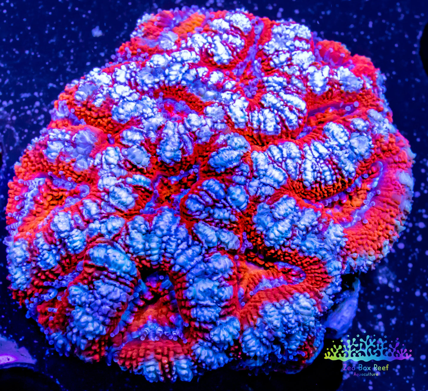 LPS- Ultra Acan Lord Coral- lordhowensis- Acan Coral- Lord Coral 5cm LPS- Ultra Acan Lord Coral- lordhowensis- Acan Coral- Lord Coral 5cm LPS LPS- Ultra Acan Lord Coral- lordhowensis- Acan Coral- Lord Coral 5cm Zeo Box Reef