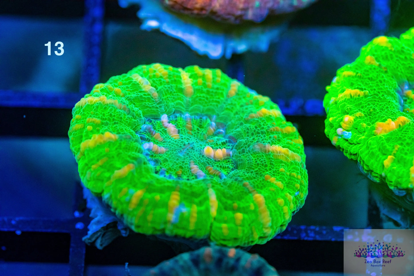 LPS- WA Ultra Green Button Scolymia LPS- WA Ultra Green Button Scolymia LPS LPS- WA Ultra Green Button Scolymia Zeo Box Reef