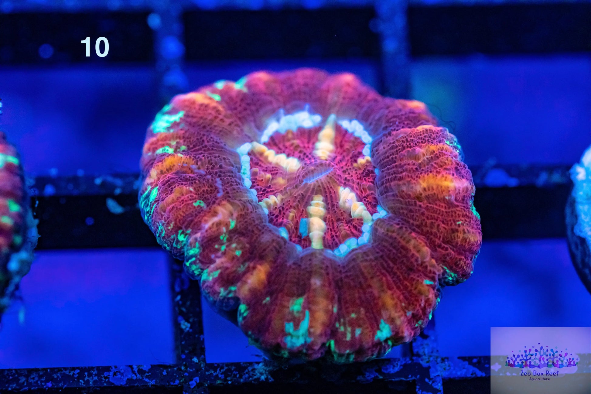 LPS- WA Ultra Red Button Scolymia LPS- WA Ultra Red Button Scolymia LPS LPS- WA Ultra Red Button Scolymia Zeo Box Reef