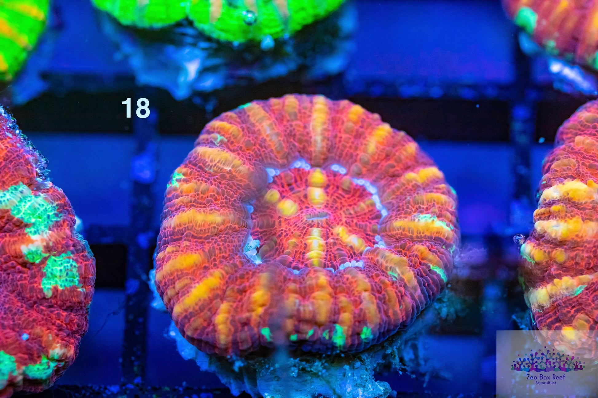 LPS- WA Ultra Red Button Scolymia LPS- WA Ultra Red Button Scolymia LPS LPS- WA Ultra Red Button Scolymia Zeo Box Reef