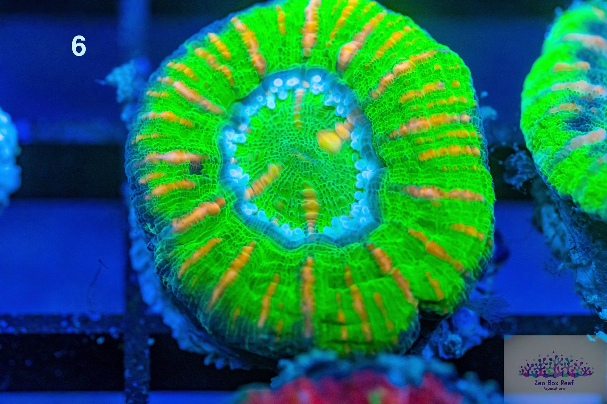 LPS- WA Ultra Toxic Green Button Scolymia LPS- WA Ultra Toxic Green Button Scolymia LPS LPS- WA Ultra Toxic Green Button Scolymia Zeo Box Reef