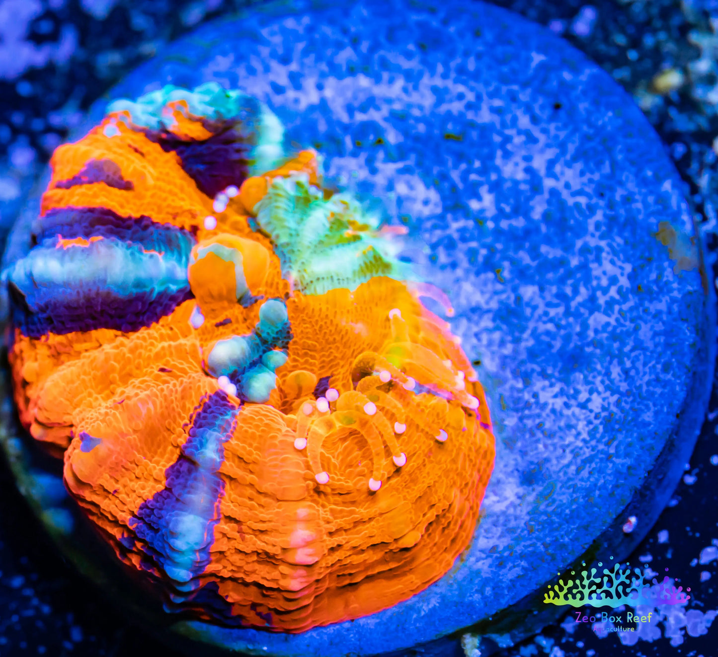 LPS Coral - Scolymia Australis- Scoly Coral Frag WYSIWYG 3cm LPS Coral - Scolymia Australis- Scoly Coral Frag WYSIWYG 3cm LPS LPS Coral - Scolymia Australis- Scoly Coral Frag WYSIWYG 3cm Zeo Box Reef