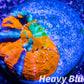 LPS Coral - Scolymia Australis- Scoly Coral Frag WYSIWYG 3cm LPS Coral - Scolymia Australis- Scoly Coral Frag WYSIWYG 3cm LPS LPS Coral - Scolymia Australis- Scoly Coral Frag WYSIWYG 3cm Zeo Box Reef