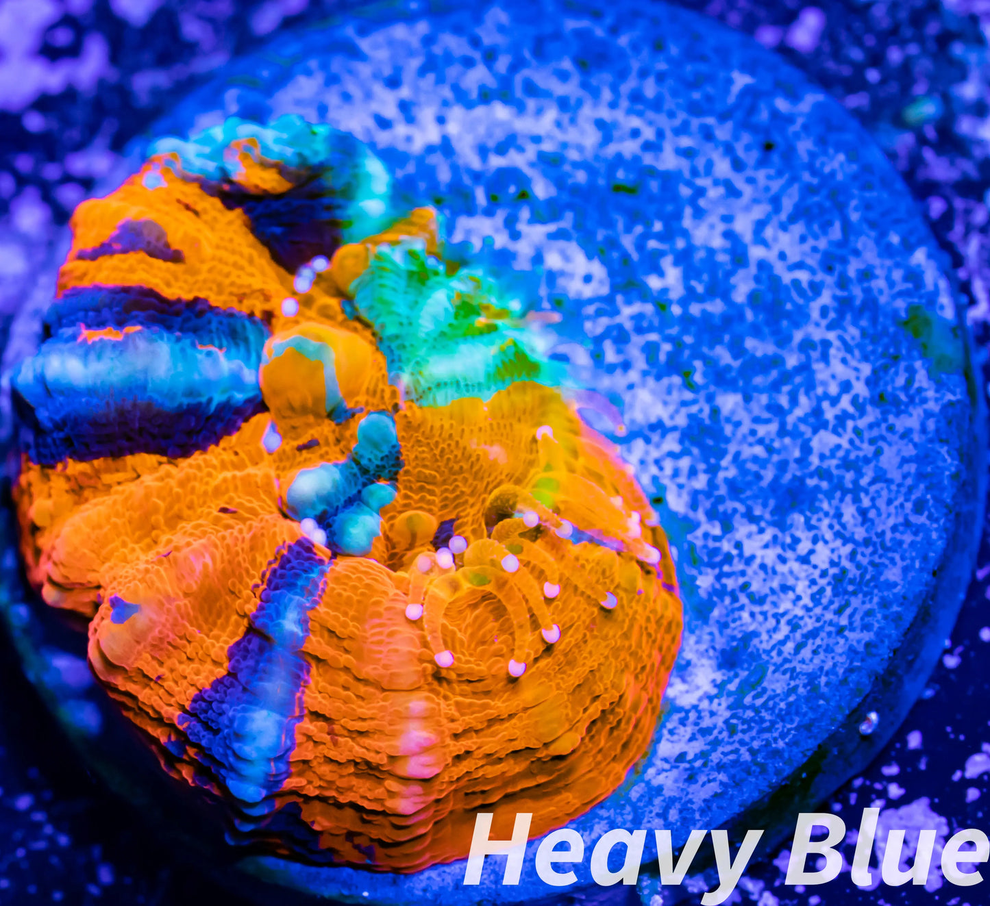 LPS Coral - Scolymia Australis- Scoly Coral Frag WYSIWYG 3cm LPS Coral - Scolymia Australis- Scoly Coral Frag WYSIWYG 3cm LPS LPS Coral - Scolymia Australis- Scoly Coral Frag WYSIWYG 3cm Zeo Box Reef
