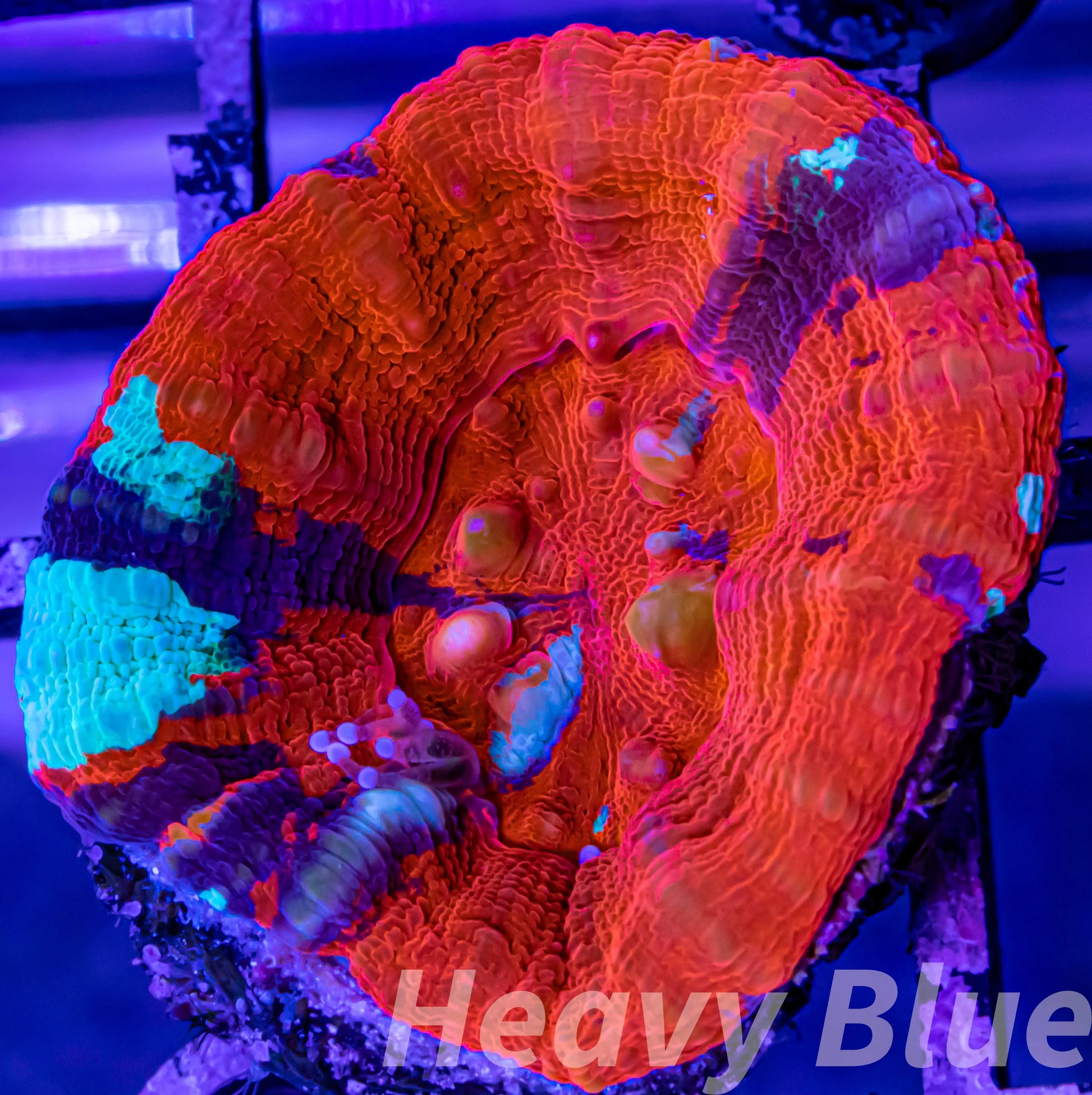 LPS Coral - Scolymia Australis- Scoly Coral WYSIWYG 3cm LPS Coral - Scolymia Australis- Scoly Coral WYSIWYG 3cm LPS LPS Coral - Scolymia Australis- Scoly Coral WYSIWYG 3cm Zeo Box Reef