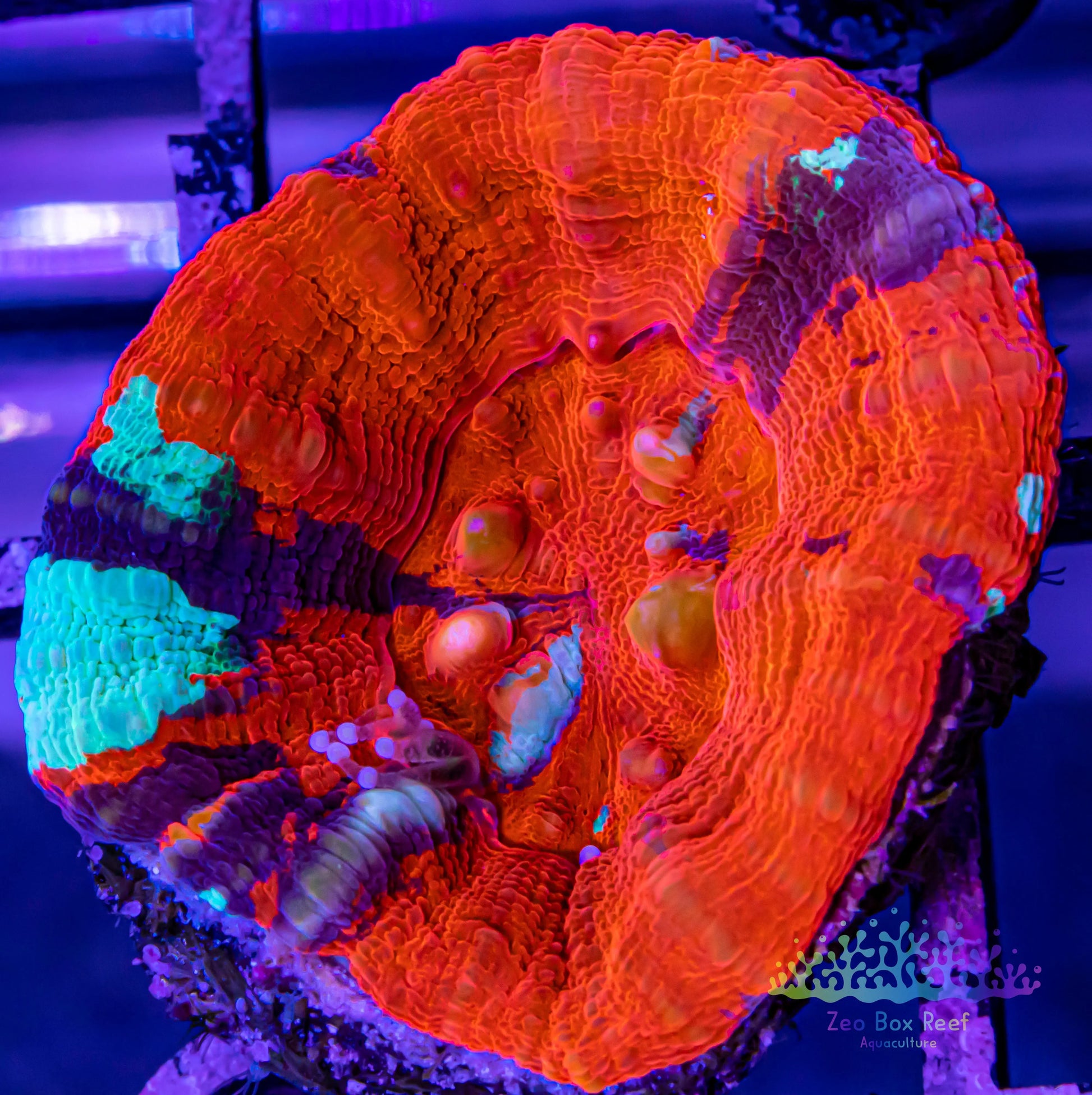 LPS Coral - Scolymia Australis- Scoly Coral WYSIWYG 3cm LPS Coral - Scolymia Australis- Scoly Coral WYSIWYG 3cm LPS LPS Coral - Scolymia Australis- Scoly Coral WYSIWYG 3cm Zeo Box Reef