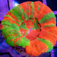 LPS Coral - Scolymia Australis- Scoly Coral WYSIWYG 3cm LPS Coral - Scolymia Australis- Scoly Coral WYSIWYG 3cm LPS LPS Coral - Scolymia Australis- Scoly Coral WYSIWYG 3cm Zeo Box Reef