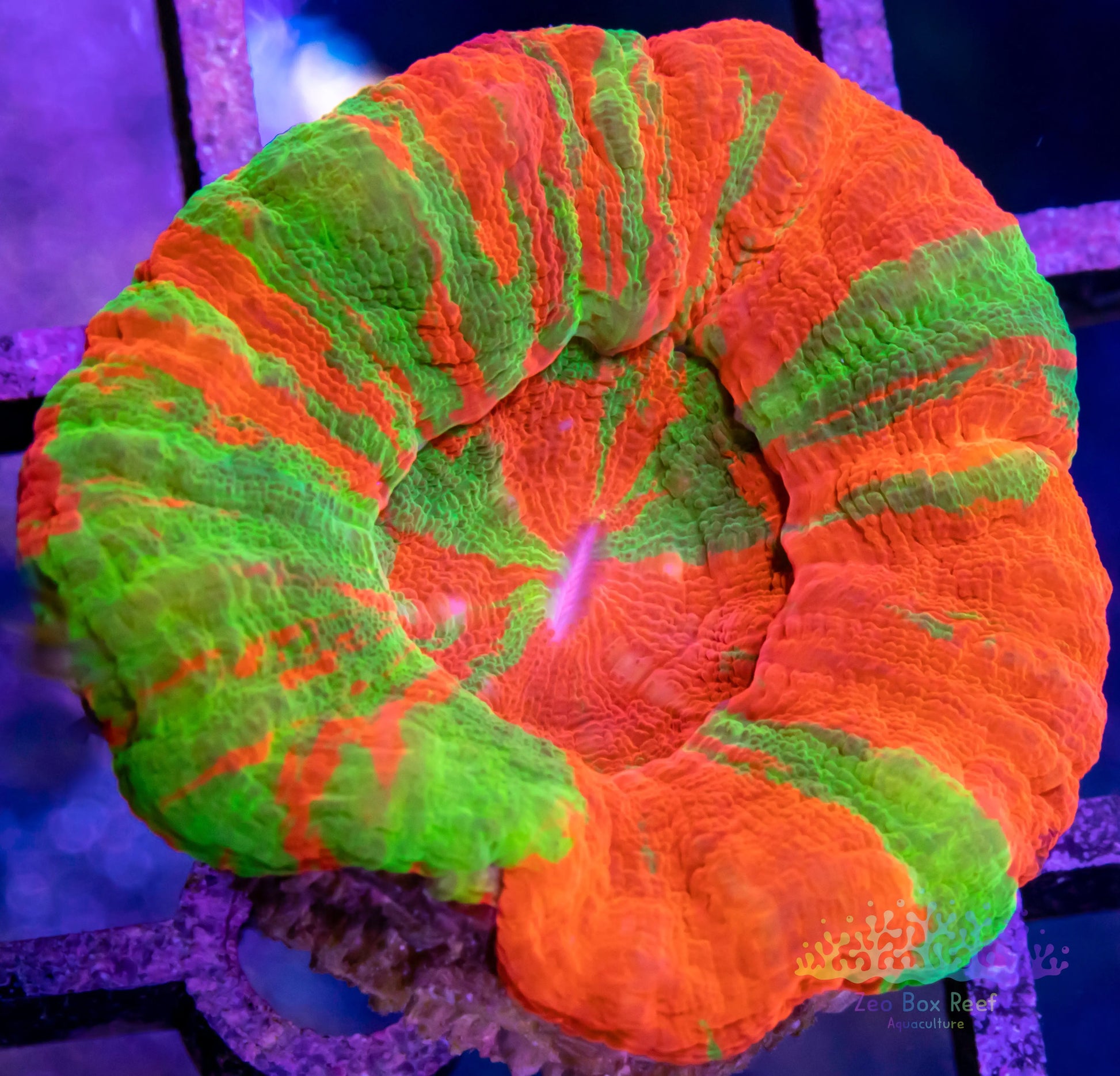 LPS Coral - Scolymia Australis- Scoly Coral WYSIWYG 3cm LPS Coral - Scolymia Australis- Scoly Coral WYSIWYG 3cm LPS LPS Coral - Scolymia Australis- Scoly Coral WYSIWYG 3cm Zeo Box Reef
