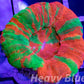 LPS Coral - Scolymia Australis- Scoly Coral WYSIWYG 3cm LPS Coral - Scolymia Australis- Scoly Coral WYSIWYG 3cm LPS LPS Coral - Scolymia Australis- Scoly Coral WYSIWYG 3cm Zeo Box Reef