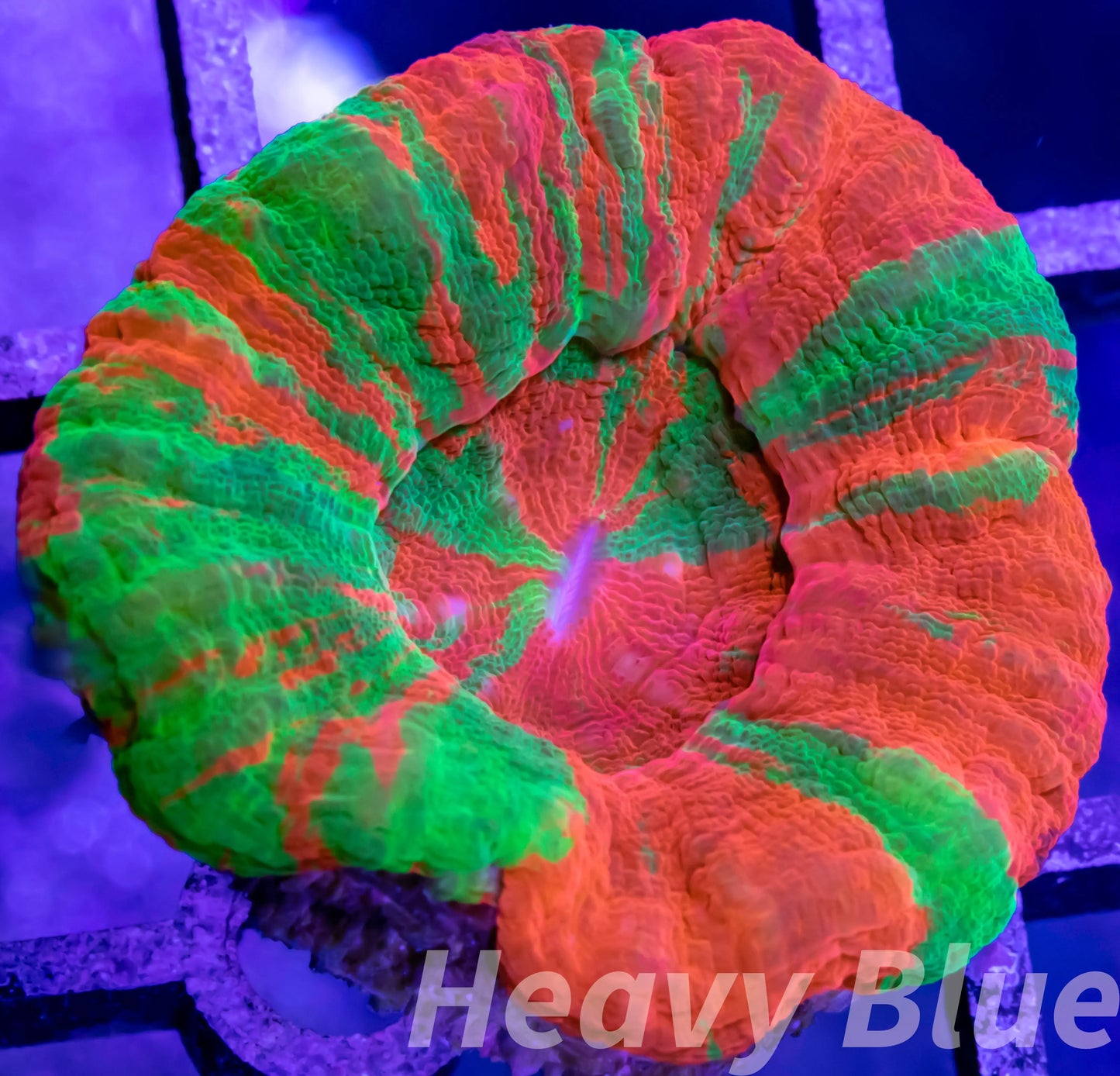 LPS Coral - Scolymia Australis- Scoly Coral WYSIWYG 3cm LPS Coral - Scolymia Australis- Scoly Coral WYSIWYG 3cm LPS LPS Coral - Scolymia Australis- Scoly Coral WYSIWYG 3cm Zeo Box Reef
