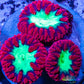 LPS Coral- Blastomussa wellsi coral-   Blasto Frag LPS Coral- Blastomussa wellsi coral-   Blasto Frag LPS LPS Coral- Blastomussa wellsi coral-   Blasto Frag Zeo Box Reef