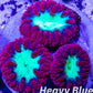LPS Coral- Blastomussa wellsi coral-   Blasto Frag LPS Coral- Blastomussa wellsi coral-   Blasto Frag LPS LPS Coral- Blastomussa wellsi coral-   Blasto Frag Zeo Box Reef