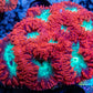 LPS Coral- Blastomussa wellsi coral-  Blasto colony WYSIWYG 6cm LPS Coral- Blastomussa wellsi coral-  Blasto colony WYSIWYG 6cm LPS LPS Coral- Blastomussa wellsi coral-  Blasto colony WYSIWYG 6cm Zeo Box Reef