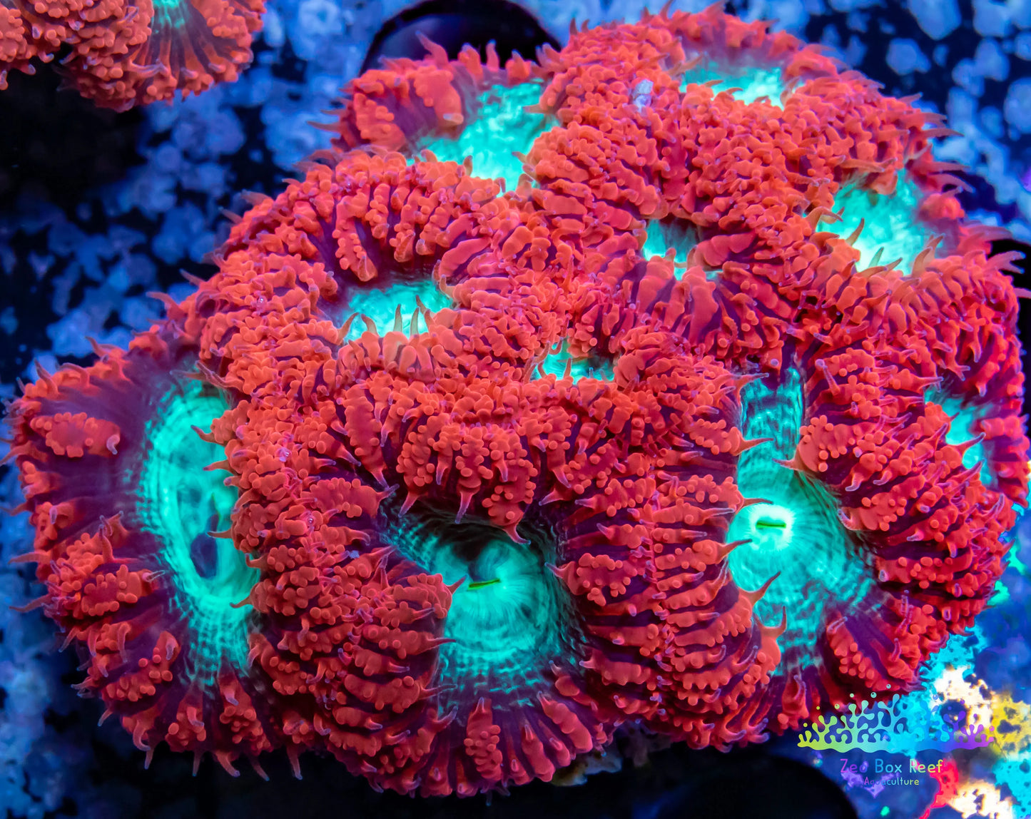 LPS Coral- Blastomussa wellsi coral-  Blasto colony WYSIWYG 6cm LPS Coral- Blastomussa wellsi coral-  Blasto colony WYSIWYG 6cm LPS LPS Coral- Blastomussa wellsi coral-  Blasto colony WYSIWYG 6cm Zeo Box Reef