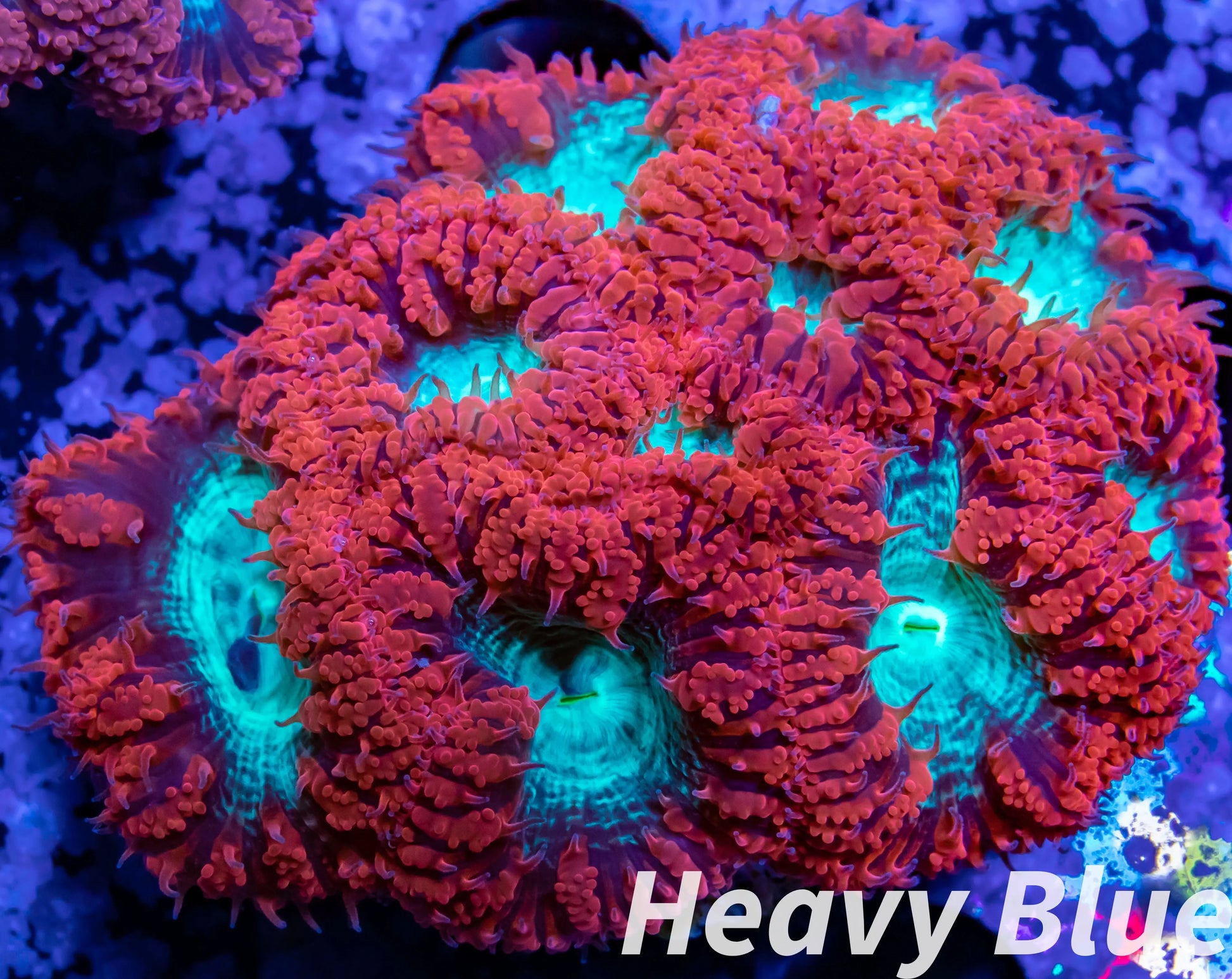 LPS Coral- Blastomussa wellsi coral-  Blasto colony WYSIWYG 6cm LPS Coral- Blastomussa wellsi coral-  Blasto colony WYSIWYG 6cm LPS LPS Coral- Blastomussa wellsi coral-  Blasto colony WYSIWYG 6cm Zeo Box Reef