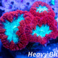 LPS Coral- Blastomussa wellsi coral-  Blasto colony WYSIWYG Frag LPS Coral- Blastomussa wellsi coral-  Blasto colony WYSIWYG Frag LPS LPS Coral- Blastomussa wellsi coral-  Blasto colony WYSIWYG Frag Zeo Box Reef