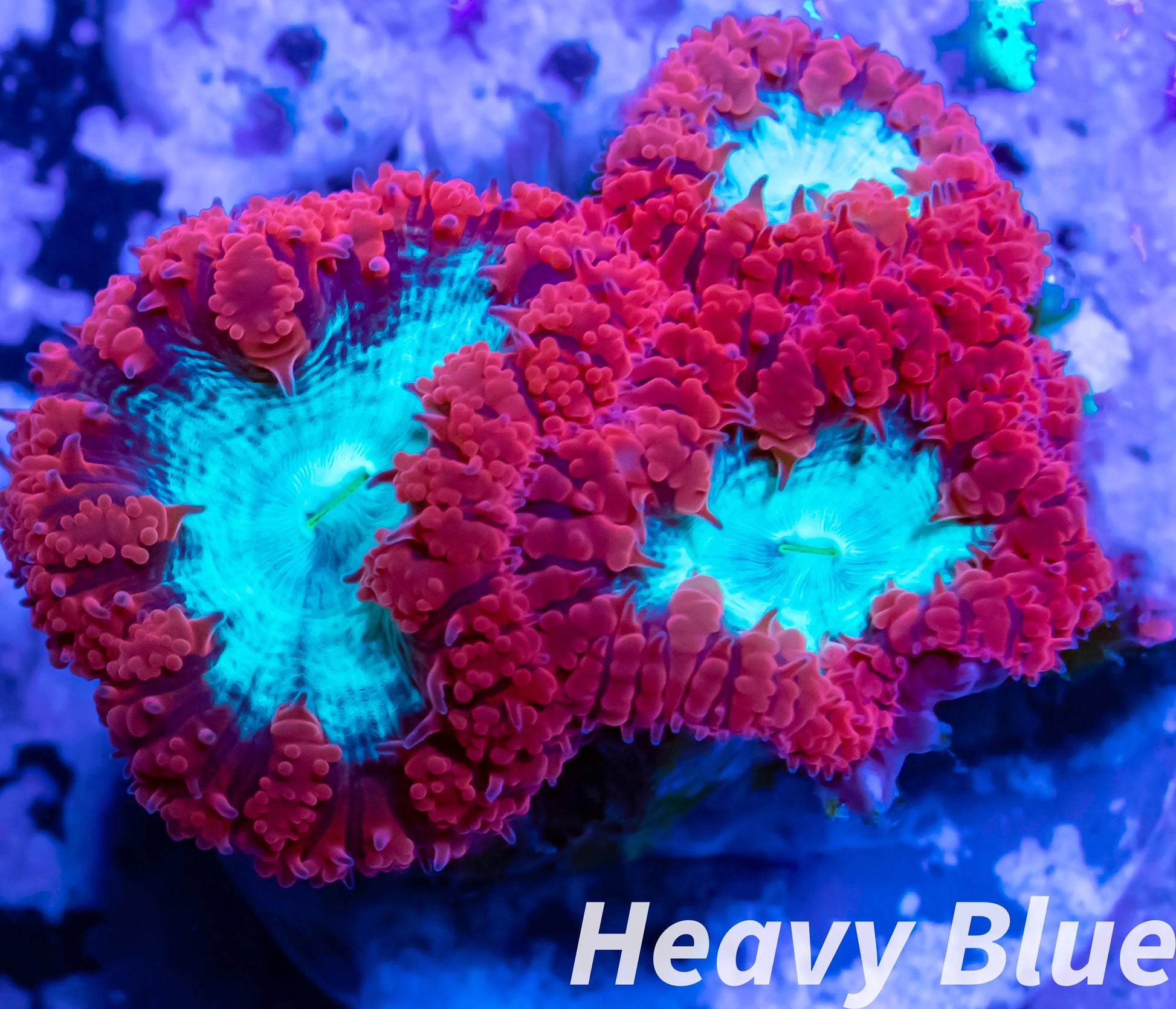 LPS Coral- Blastomussa wellsi coral-  Blasto colony WYSIWYG Frag LPS Coral- Blastomussa wellsi coral-  Blasto colony WYSIWYG Frag LPS LPS Coral- Blastomussa wellsi coral-  Blasto colony WYSIWYG Frag Zeo Box Reef