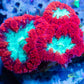 LPS Coral- Blastomussa wellsi coral-  Blasto colony WYSIWYG Frag LPS Coral- Blastomussa wellsi coral-  Blasto colony WYSIWYG Frag LPS LPS Coral- Blastomussa wellsi coral-  Blasto colony WYSIWYG Frag Zeo Box Reef