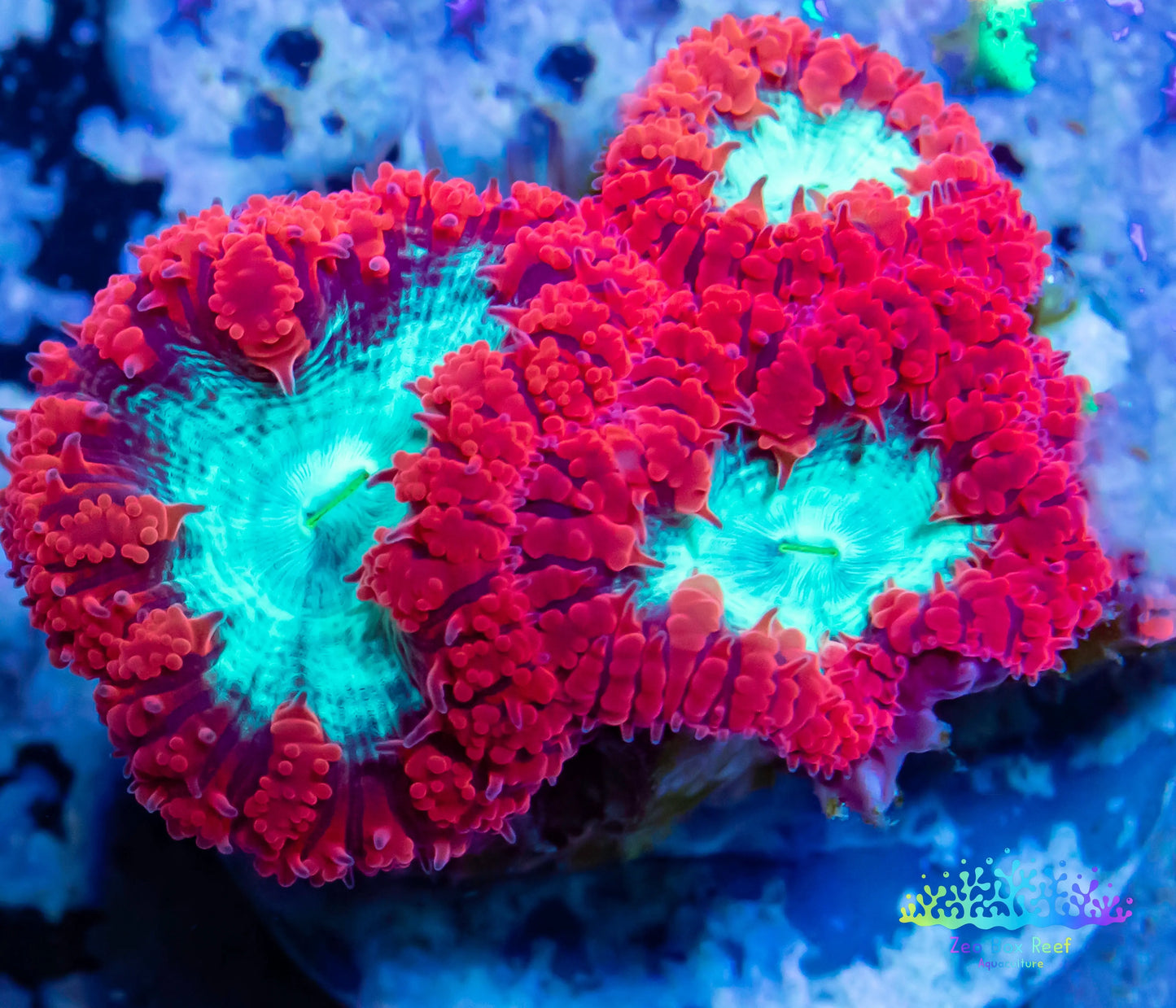 LPS Coral- Blastomussa wellsi coral-  Blasto colony WYSIWYG Frag LPS Coral- Blastomussa wellsi coral-  Blasto colony WYSIWYG Frag LPS LPS Coral- Blastomussa wellsi coral-  Blasto colony WYSIWYG Frag Zeo Box Reef