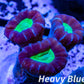LPS Coral- Caulastraea- Purple Green Eye Candy Cane frag LPS Coral- Caulastraea- Purple Green Eye Candy Cane frag LPS LPS Coral- Caulastraea- Purple Green Eye Candy Cane frag Zeo Box Reef