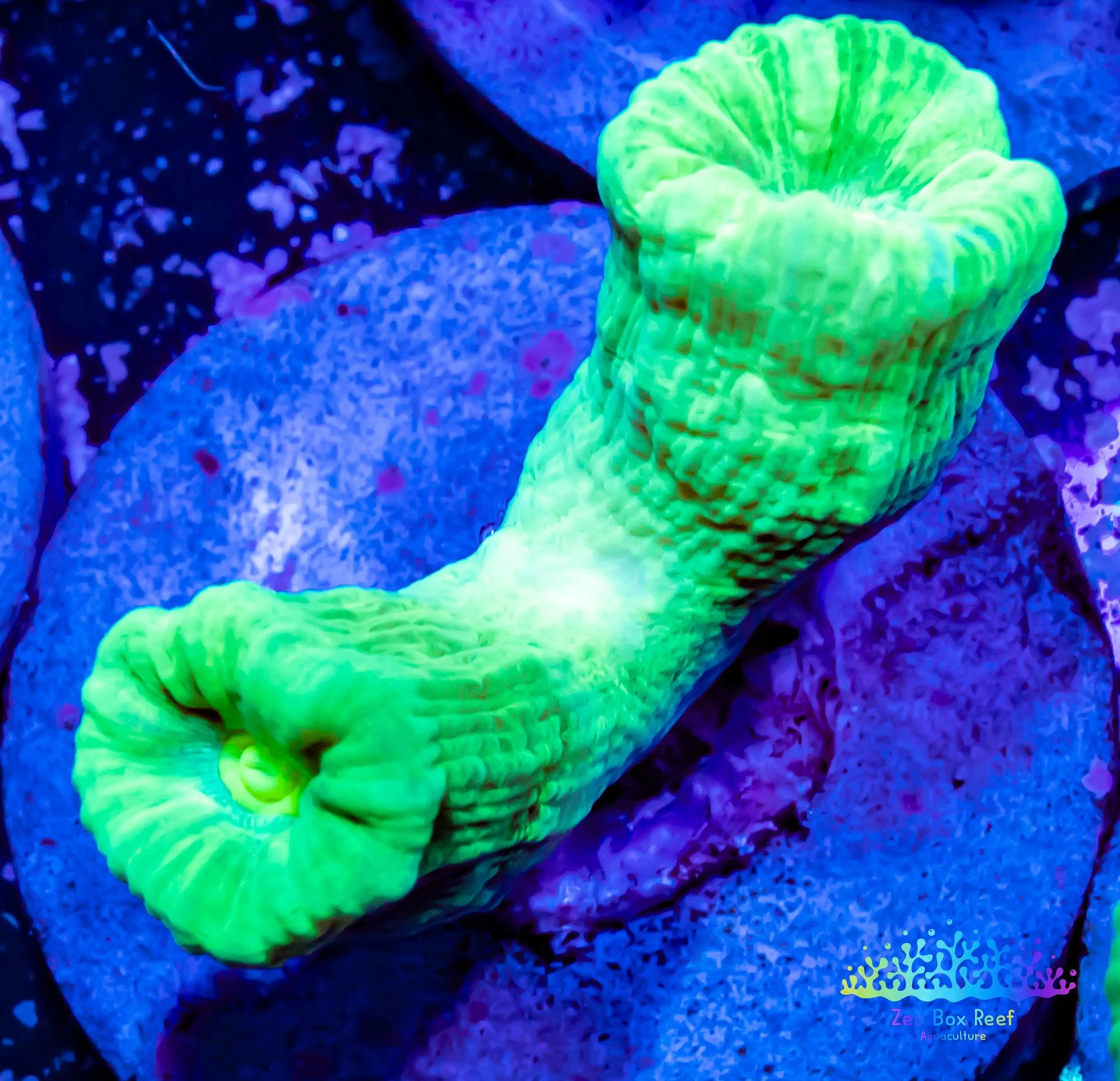LPS Coral- Caulastraea- Toxic Green Kryptonite Candy Cane frag LPS Coral- Caulastraea- Toxic Green Kryptonite Candy Cane frag LPS LPS Coral- Caulastraea- Toxic Green Kryptonite Candy Cane frag Zeo Box Reef