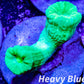 LPS Coral- Caulastraea- Toxic Green Kryptonite Candy Cane frag LPS Coral- Caulastraea- Toxic Green Kryptonite Candy Cane frag LPS LPS Coral- Caulastraea- Toxic Green Kryptonite Candy Cane frag Zeo Box Reef
