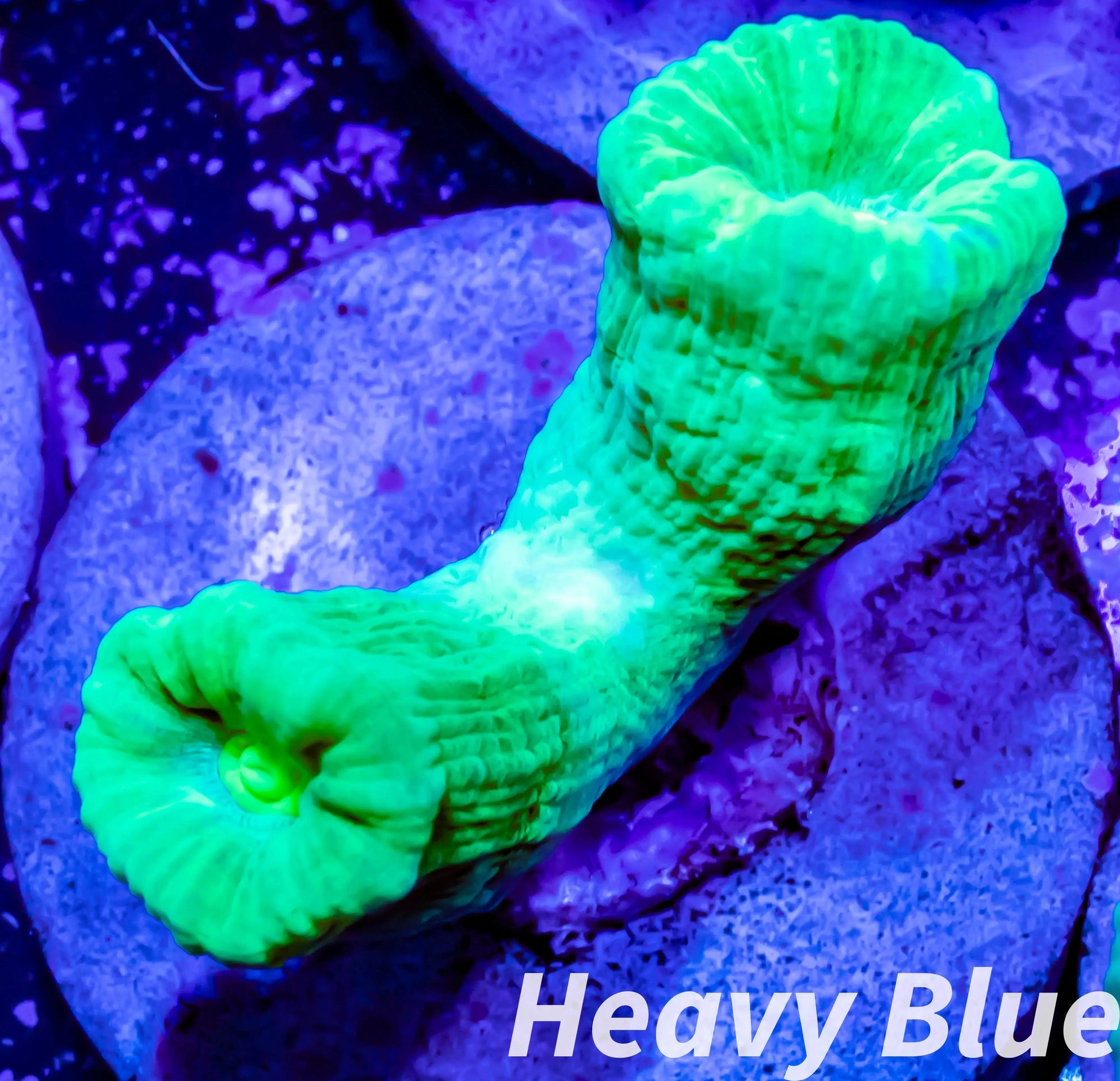 LPS Coral- Caulastraea- Toxic Green Kryptonite Candy Cane frag LPS Coral- Caulastraea- Toxic Green Kryptonite Candy Cane frag LPS LPS Coral- Caulastraea- Toxic Green Kryptonite Candy Cane frag Zeo Box Reef