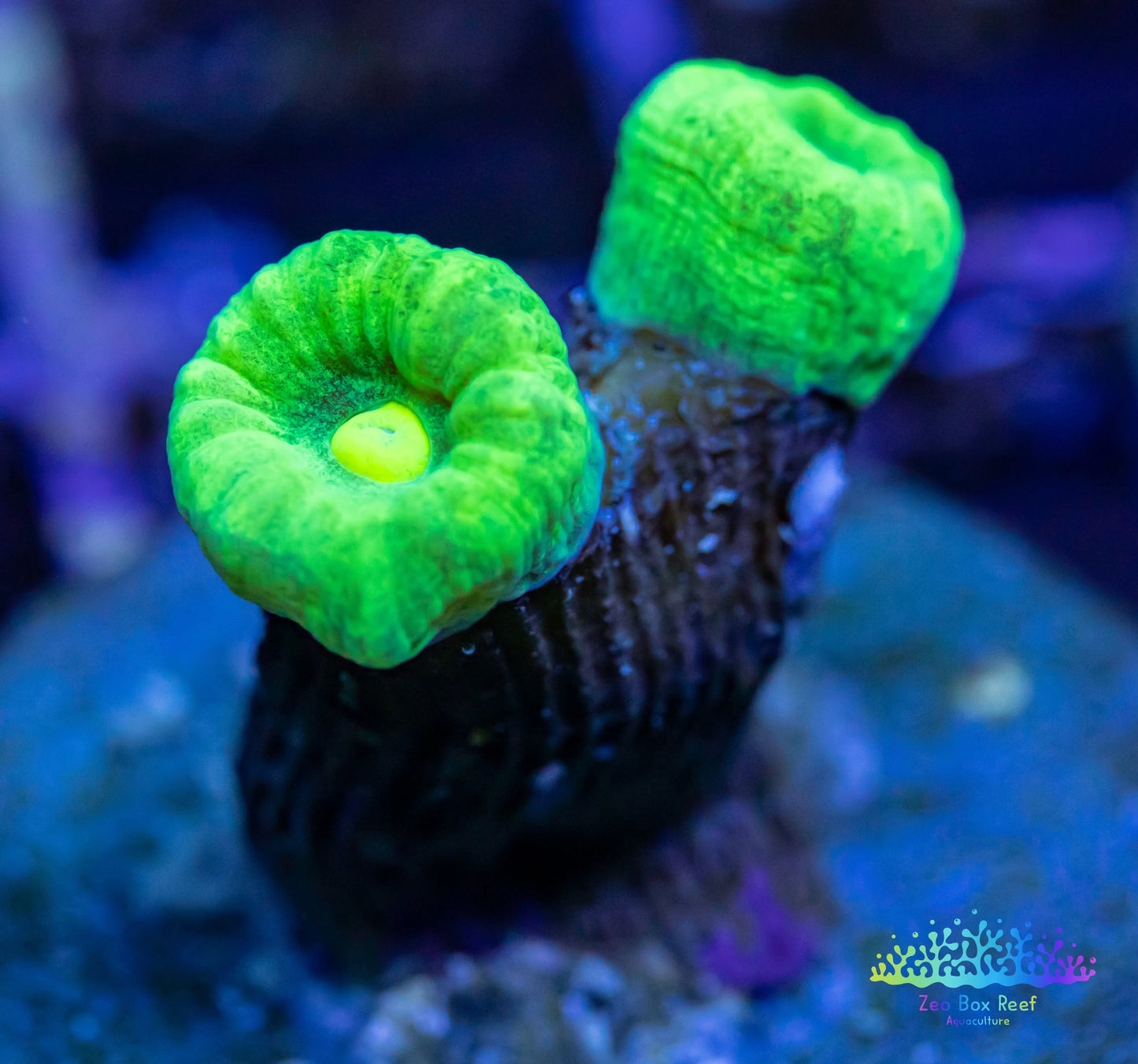 LPS Coral- Toxic Green Candy Cane frags LPS Coral- Toxic Green Candy Cane frags LPS LPS Coral- Toxic Green Candy Cane frags Zeo Box Reef