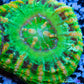 LPS Coral -WA Button Scolymia- Scoly  WYSIWYG 2cm LPS Coral -WA Button Scolymia- Scoly  WYSIWYG 2cm LPS LPS Coral -WA Button Scolymia- Scoly  WYSIWYG 2cm Zeo Box Reef