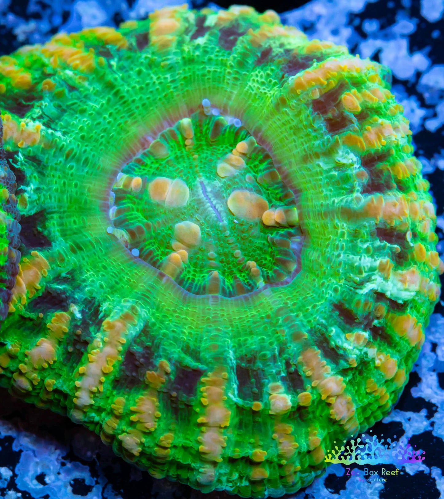 LPS Coral -WA Button Scolymia- Scoly  WYSIWYG 2cm LPS Coral -WA Button Scolymia- Scoly  WYSIWYG 2cm LPS LPS Coral -WA Button Scolymia- Scoly  WYSIWYG 2cm Zeo Box Reef