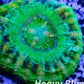 LPS Coral -WA Button Scolymia- Scoly  WYSIWYG 2cm LPS Coral -WA Button Scolymia- Scoly  WYSIWYG 2cm LPS LPS Coral -WA Button Scolymia- Scoly  WYSIWYG 2cm Zeo Box Reef