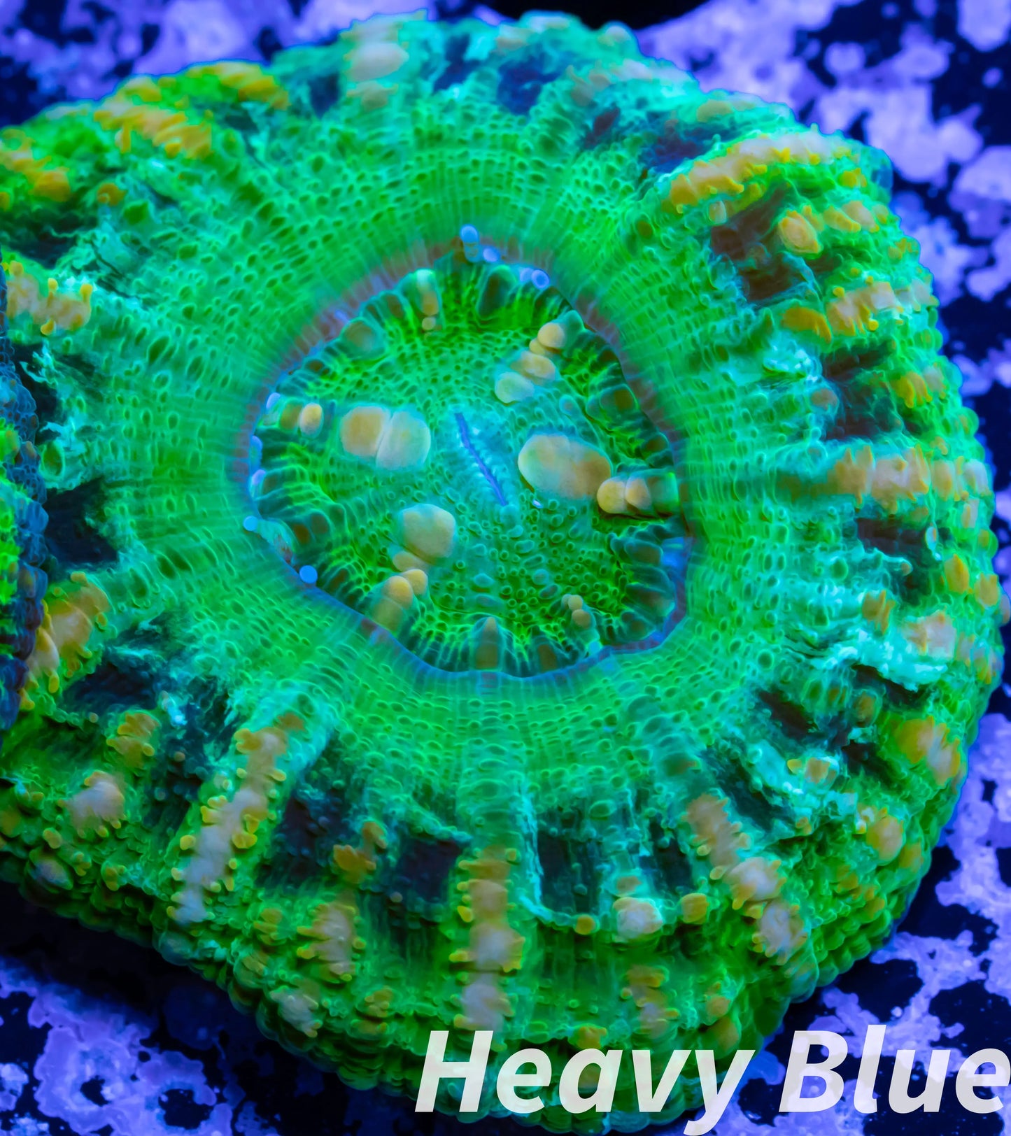 LPS Coral -WA Button Scolymia- Scoly  WYSIWYG 2cm LPS Coral -WA Button Scolymia- Scoly  WYSIWYG 2cm LPS LPS Coral -WA Button Scolymia- Scoly  WYSIWYG 2cm Zeo Box Reef