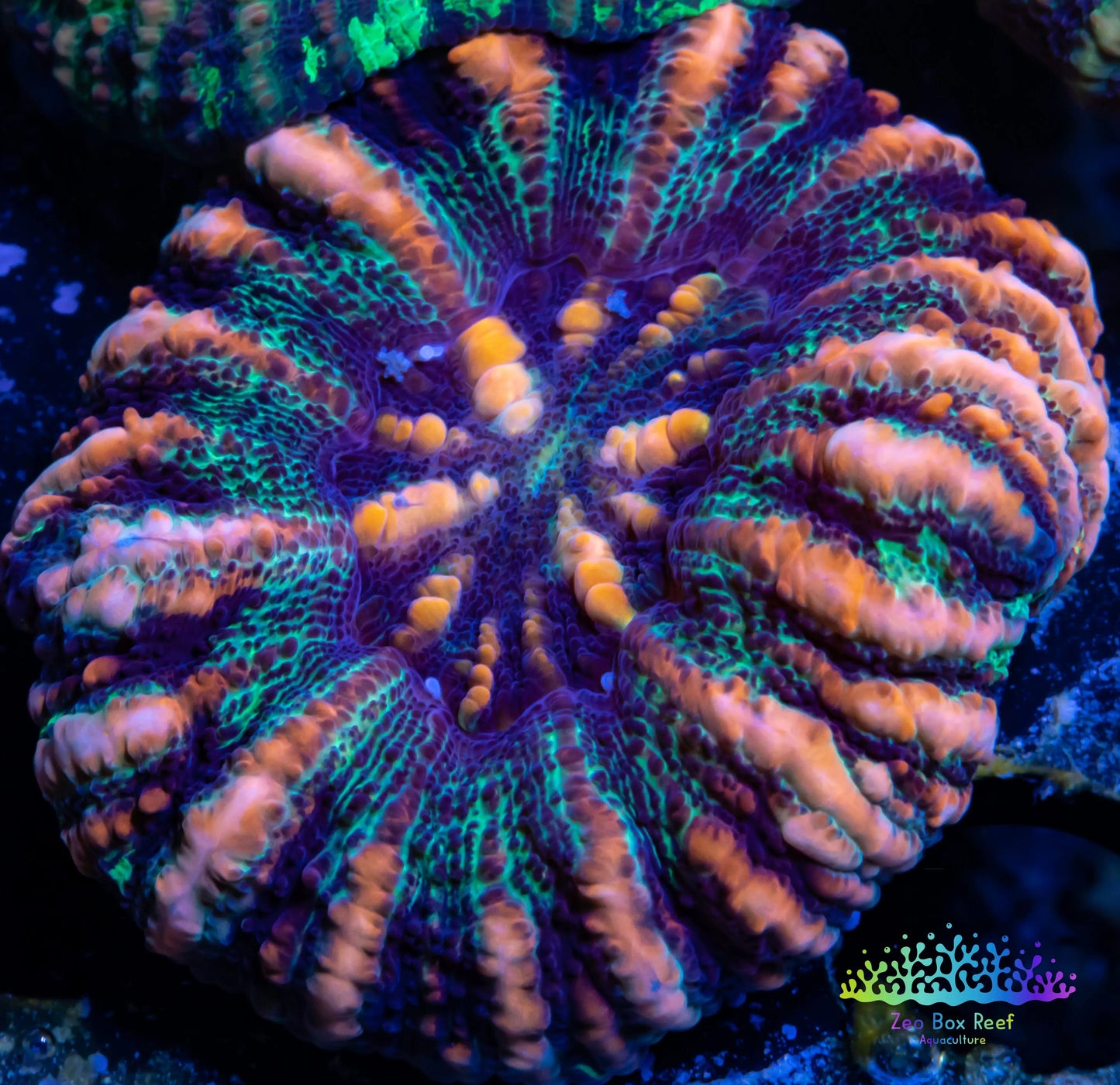 LPS Coral -WA Button Scolymia- Scoly Coral WYSIWYG LPS Coral -WA Button Scolymia- Scoly Coral WYSIWYG LPS LPS Coral -WA Button Scolymia- Scoly Coral WYSIWYG Zeo Box Reef