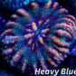 LPS Coral -WA Button Scolymia- Scoly Coral WYSIWYG LPS Coral -WA Button Scolymia- Scoly Coral WYSIWYG LPS LPS Coral -WA Button Scolymia- Scoly Coral WYSIWYG Zeo Box Reef